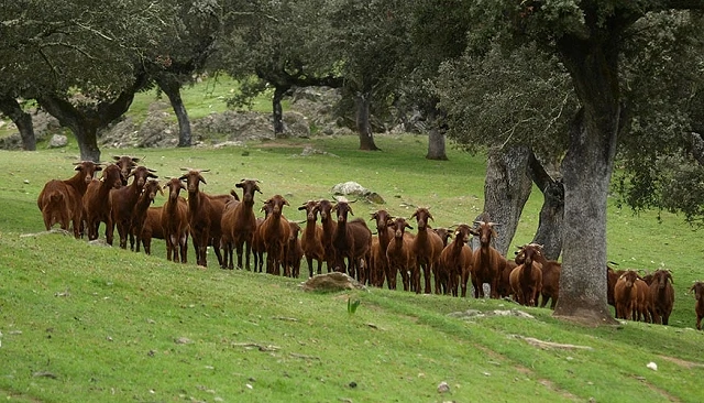 Fotografia de La IGP ‘Cabrito de Extremadura’ podrá sacrificar animales fuera de la región
