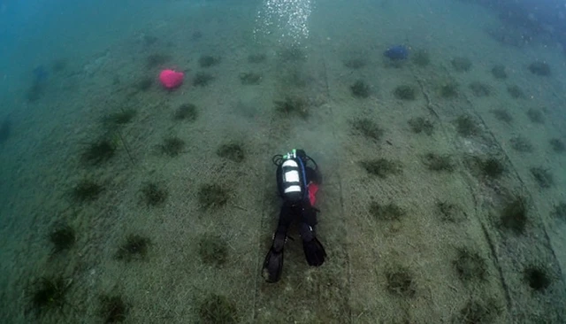 Foto de FPT renueva su compromiso junto a One Ocean Foundation con el proyecto Blue Forest