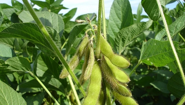 Foto de La sequía amenaza la disponibilidad de soja brasileña en el mercado europeo