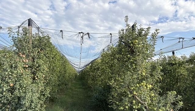 Foto de El sector europeo de la fruta de pepita reclama soluciones ante la creciente inseguridad fitosanitaria