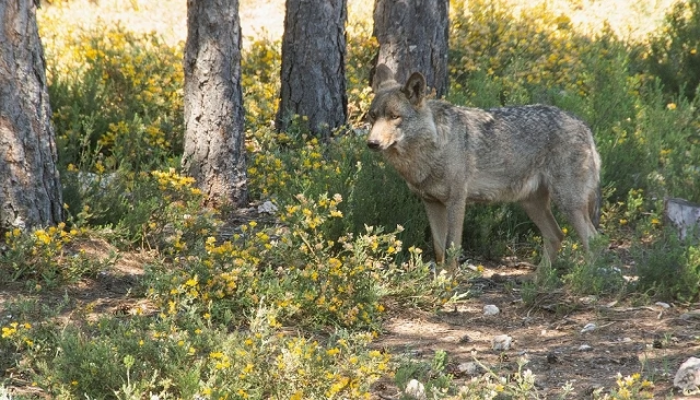 Foto de Los ganaderos denuncian que el Gobierno les “ignora” para su informe del lobo