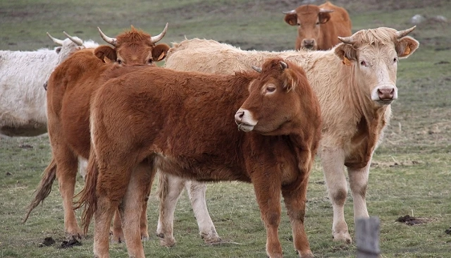 Foto de Tensi�n en el sector vacuno de carne por el cierre de Marruecos a las exportaciones espa�olas