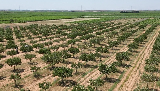 Foto de La producción mundial de pistacho se resiente por la vecería y se desplomará un 36%