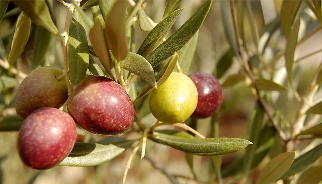Fotografia de Cooperativas Agro-alimentarias cuestiona los datos de existencias de aceite de oliva publicados por el MAPA