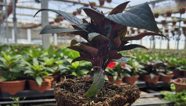 Foto de Gramoflor impulsa el cultivo profesional con Premium GX, su sustrato para producciones homogéneas y floraciones abundantes
