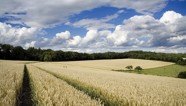 Foto de Bruselas aprueba las NTG y abre una nueva etapa en la agricultura europea