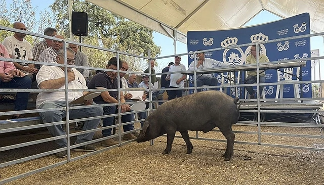 Foto de La Diputación de Huelva entrega 76 nuevos reproductores porcinos de raza Ibérica