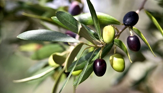 Fotografia de El Ministerio inicia la consulta pública para preparar una posible regulación de la oferta de aceite de oliva en la campaña 2026/27