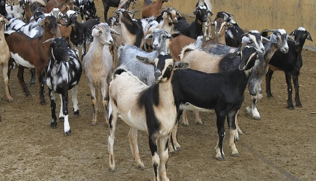 Foto de El proyecto �Welcomgoat� busca mejorar la calidad del calostro caprino de Canarias
