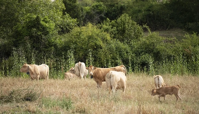 Foto de Navarra inyecta casi 120 millones al campo y refuerza un sector que aporta el 6,5% del PIB