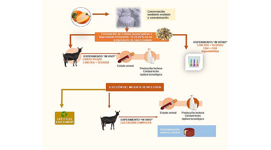 Foto de Caprikaki: transformar el destr�o del kaki en futuro sostenible para la leche de cabra