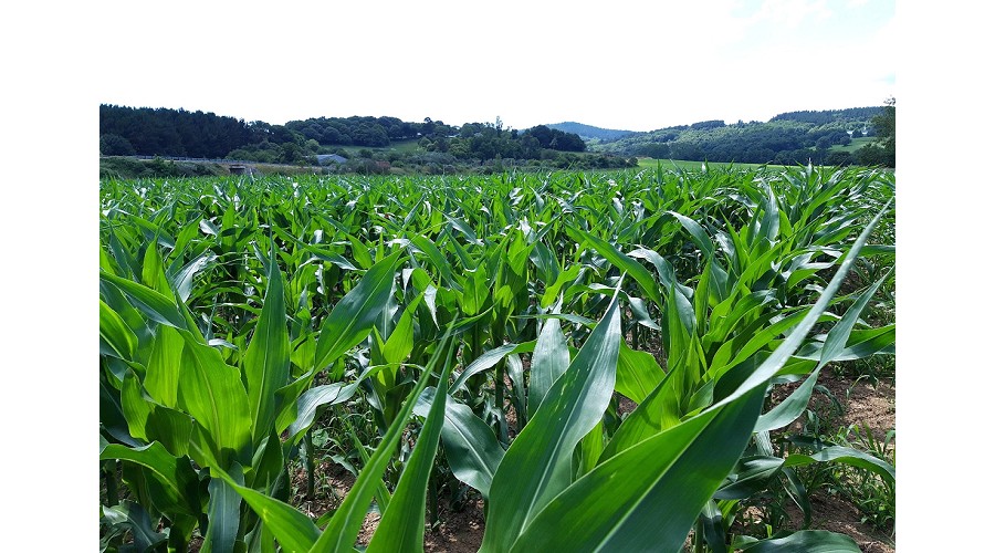 Foto de La industria espa�ola de fertilizantes advierte de posibles cierres de plantas y riesgo de suministro por la guerra