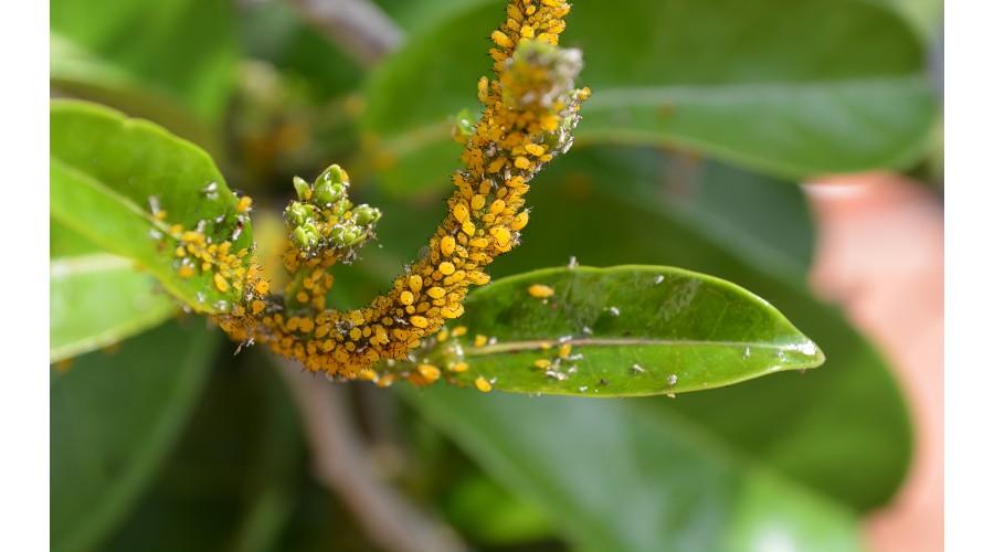 Foto de Los ingenieros agr�colas andaluces alertan sobre las �plagas descontroladas� en el campo