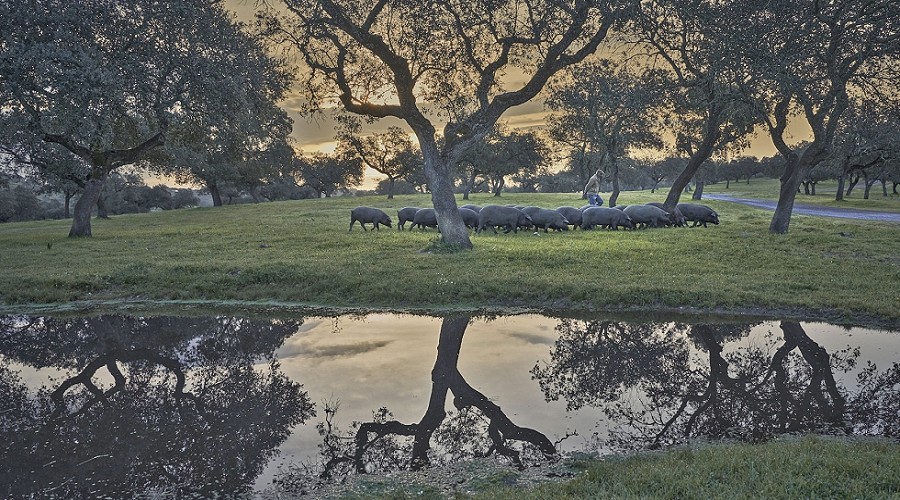 Foto de La montanera crece un 3% y rompe la tendencia de ajuste de las tres �ltimas campa�as