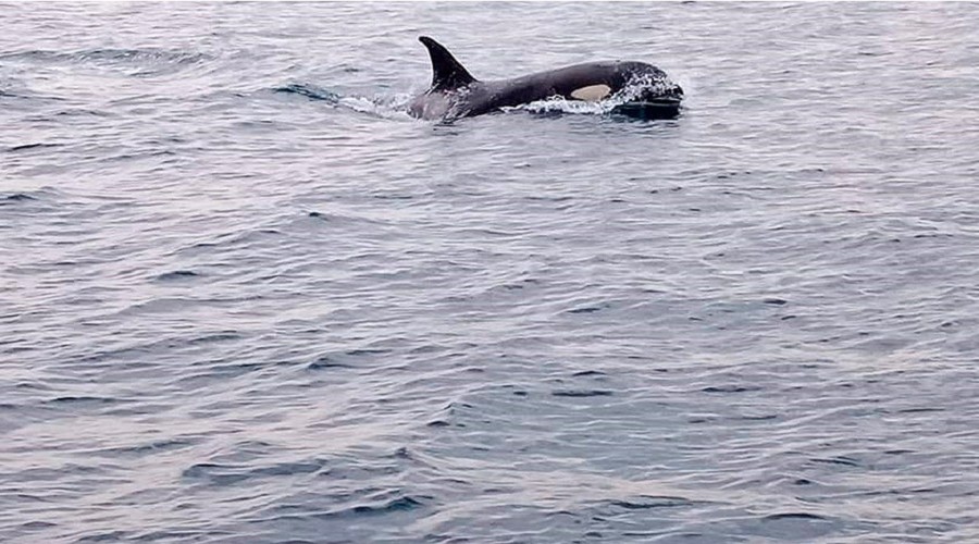 Foto de Entrada en vigor del Tratado de Alta Mar: �un salvavidas para los oc�anos?
