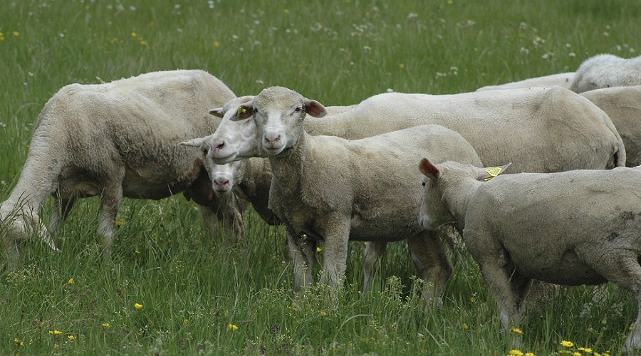 Foto de Los piensos para ovino suben m�s del 5% desde el inicio del a�o por la escalada de materias primas