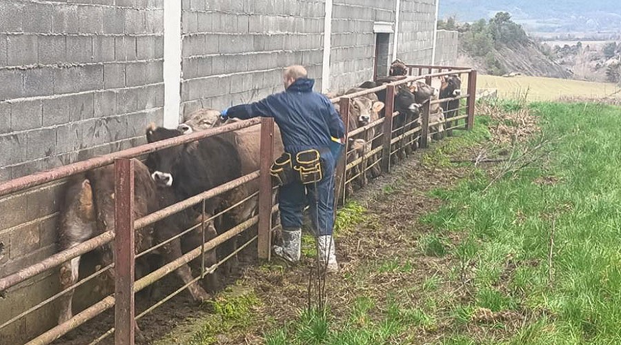 Foto de Bruselas aprueba las nuevas zonas de vacunaci�n contra la dermatosis en Espa�a