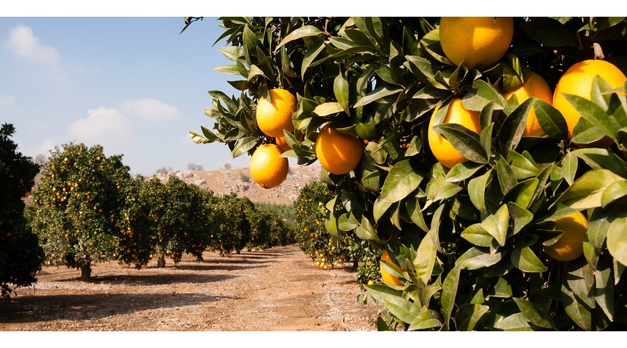 Foto de La campa�a 2025/2026 de naranja y mandarina arroja menos cosecha y precios en origen al alza