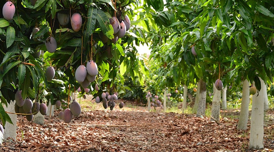 Foto de Expertos y l�deres del sector de subtropicales en Espa�a se re�nen el pr�ximo 5 de mayo en V�lez-M�laga