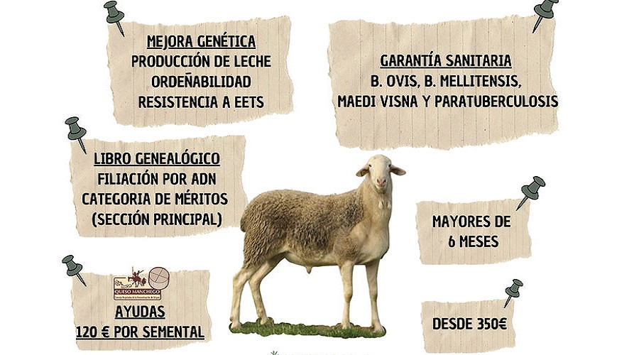 Foto de Agrama mantiene la subasta de Albacete para impulsar la mejora gen�tica de raza Manchega