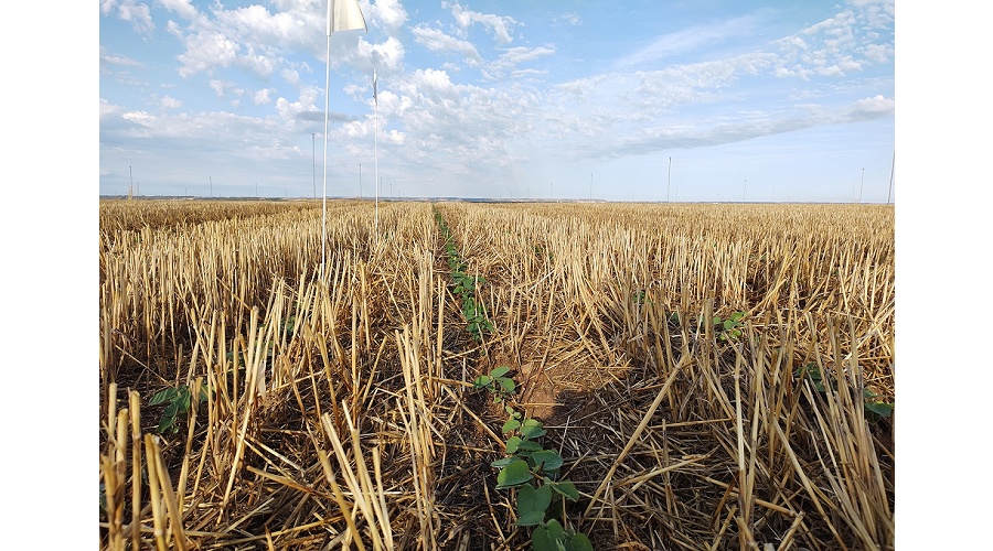 Foto de El control de malas hierbas en el cultivo de soja: �Qu� podemos hacer sin metribuzina?