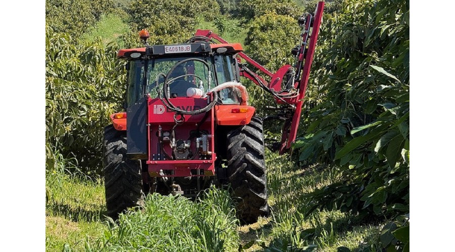 Foto de Revoluci�n en el campo: la Poda Aragonesa se aplica al aguacate por primera vez en el mundo