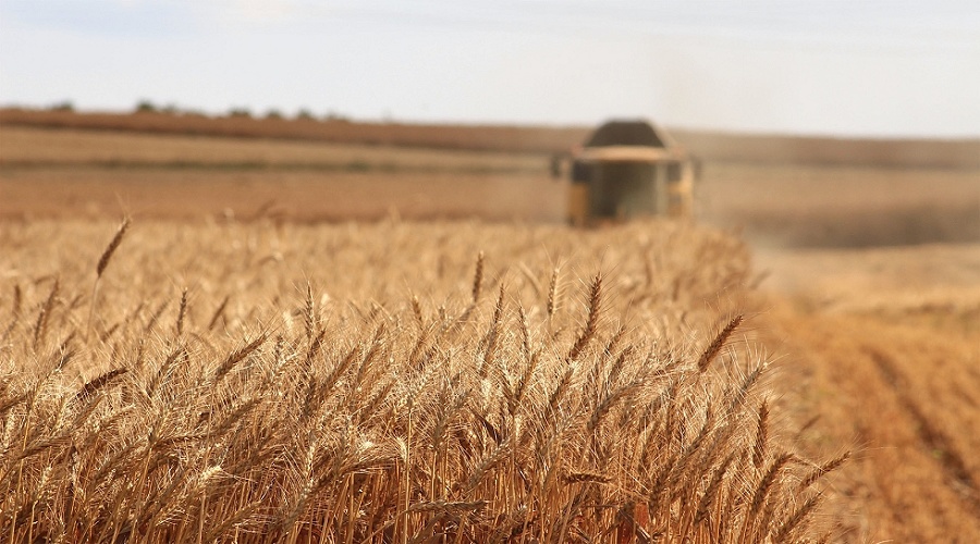 Foto de Los operadores de cereal revisan a la baja su primera estimaci�n de cosecha en Espa�a