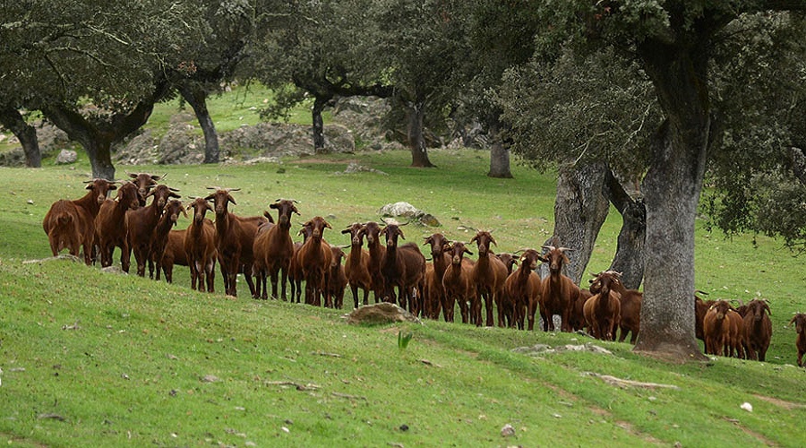 Foto de La IGP �Cabrito de Extremadura� podr� sacrificar animales fuera de la regi�n