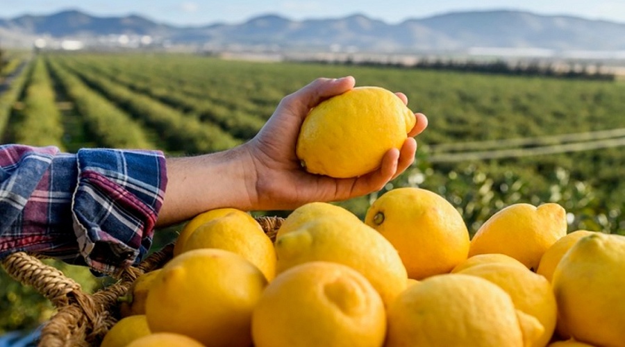 Foto de El lim�n del futuro se dise�a en el laboratorio: as� lidera el CEBAS-CSIC la reconversi�n biotecnol�gica del cultivo