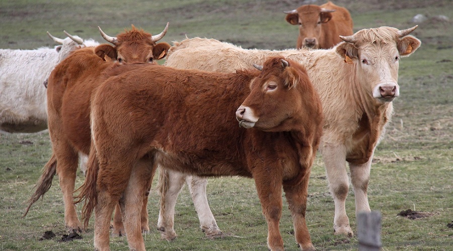 Foto de Tensi�n en el sector vacuno de carne por el cierre de Marruecos a las exportaciones espa�olas