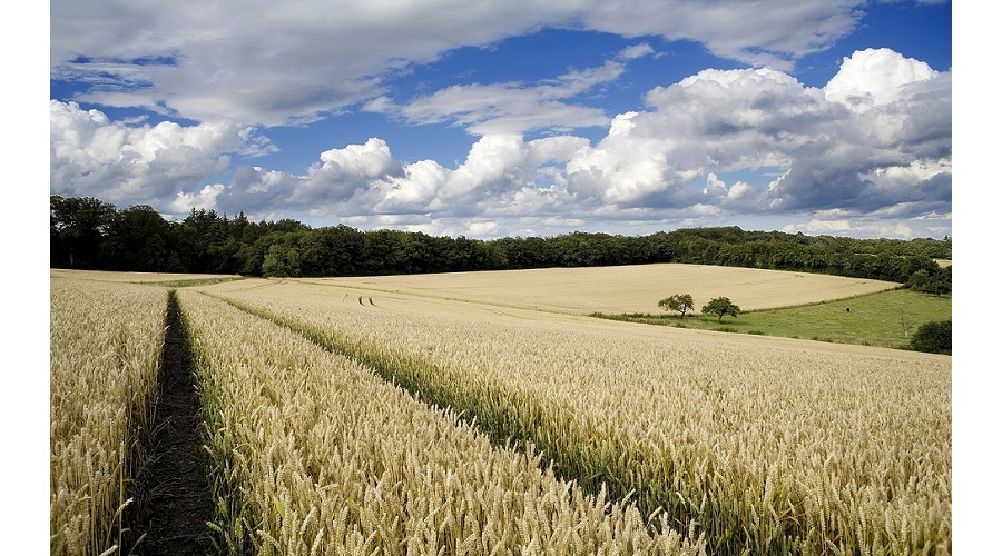 Foto de Bruselas aprueba las NTG y abre una nueva etapa en la agricultura europea