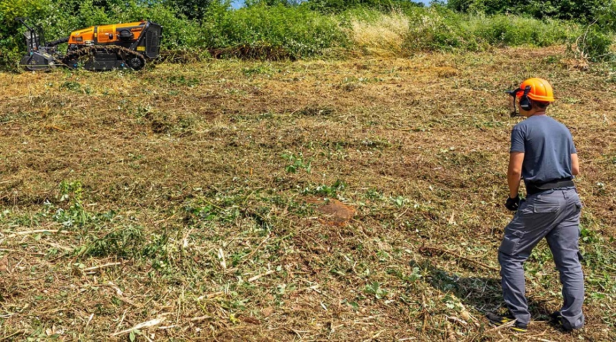 Foto de Castilla y Le�n: c�mo gestionar uno de los mayores patrimonios forestales de Europa