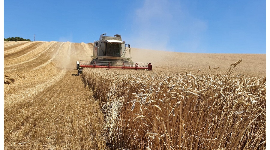 Foto de La menor cosecha nacional y las tensiones geopol�ticas refuerzan el papel estrat�gico de los operadores de cereal