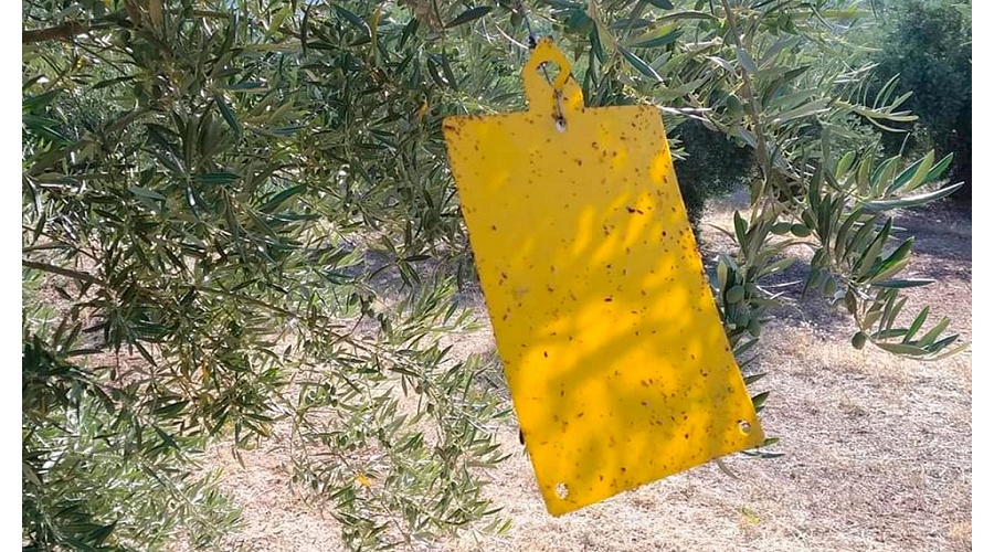 Foto de Sierra M�gina ampl�a sus ensayos con drones contra la mosca del olivo