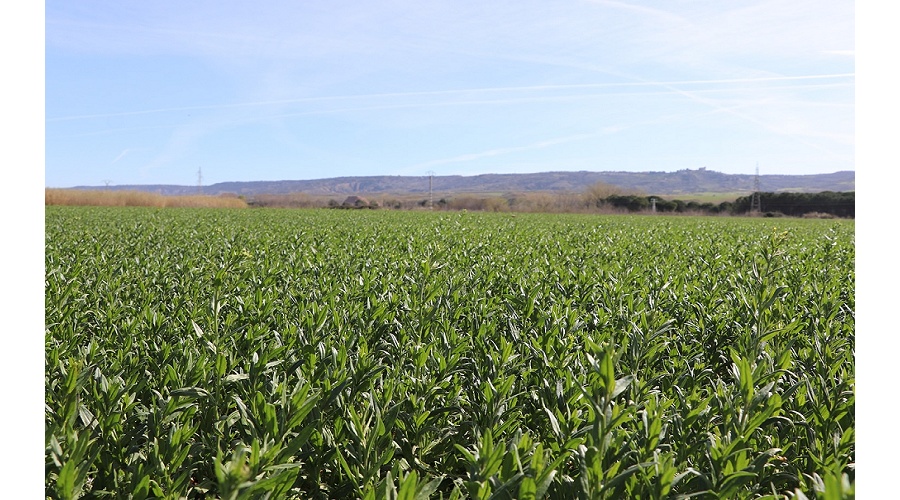 Foto de Camelina sativa: m�s de una d�cada de investigaci�n en el IMIDRA para impulsar la bioeconom�a en los secanos mediterr�neos