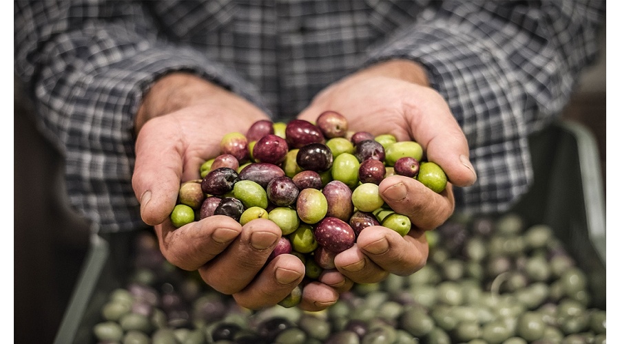Foto de La producci�n de aceite de oliva alcanza 1,29 millones de toneladas