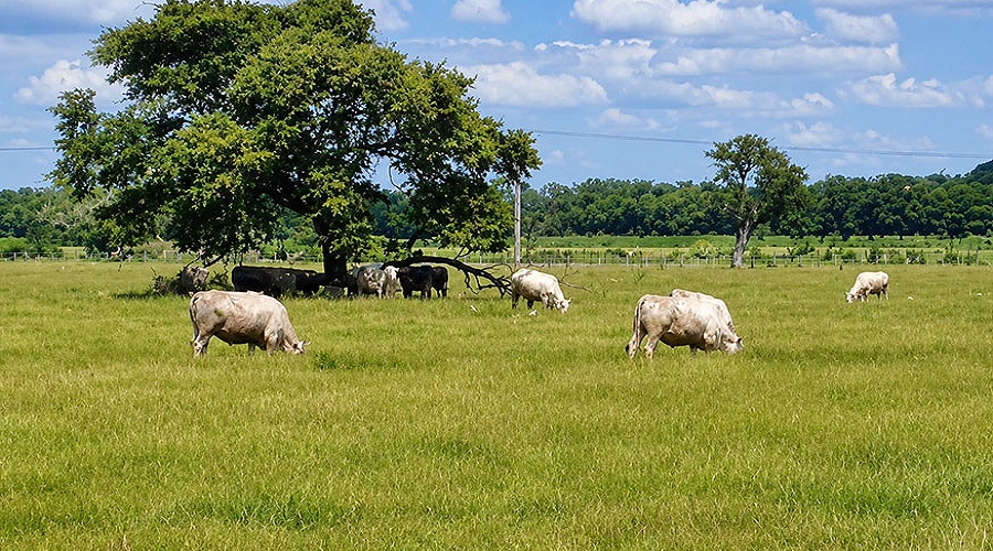 Foto de Patrones microbianos del rumen, clave para seleccionar a las vacas m�s sostenibles y eficientes