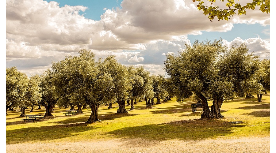 Foto de OliveA denuncia que las importaciones de aceite tunecino presionan los precios en origen del aceite de oliva