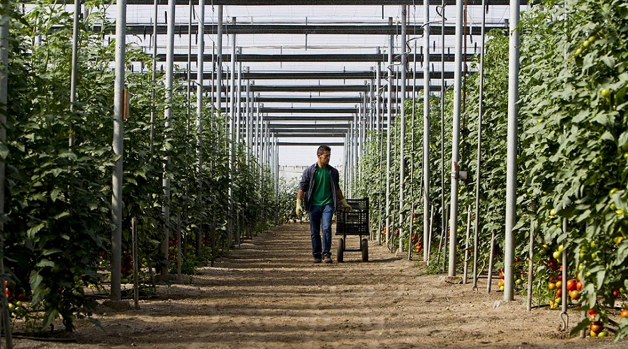 Foto de El empleo agrario pierde m�s de 40.000 afiliados en julio mientras el paro sube ligeramente