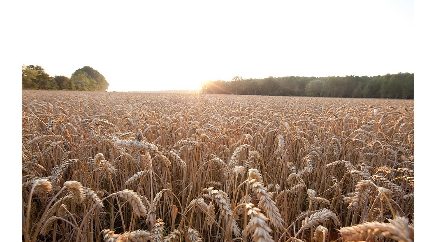 Foto de Magaz de Pisuerga (Palencia), 15 de septiembre: las principales empresas de innovaci�n agr�cola se dar�n cita en el Congreso 'El Futuro del Cereal 2026'