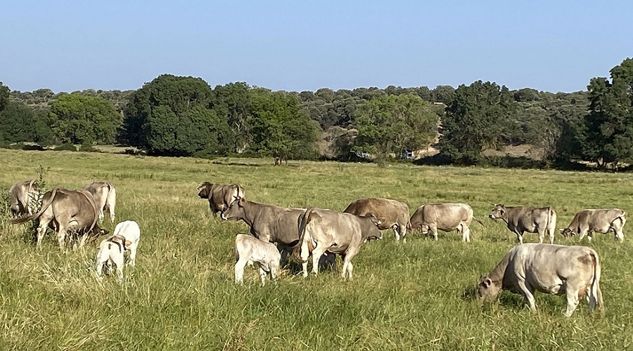 Foto de La brucelosis sume al vacuno en la incertidumbre mientras Espa�a busca mantener su estatus