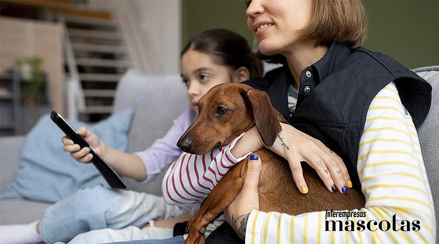 Foto de Cinco tips a tener en cuenta antes de contratar un seguro para mascotas
