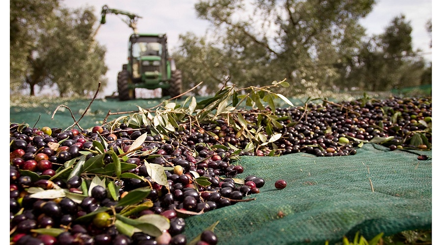 Foto de La Junta prev� 1,26 millones de toneladas de aceite de oliva en Andaluc�a para la campa�a 2026/27