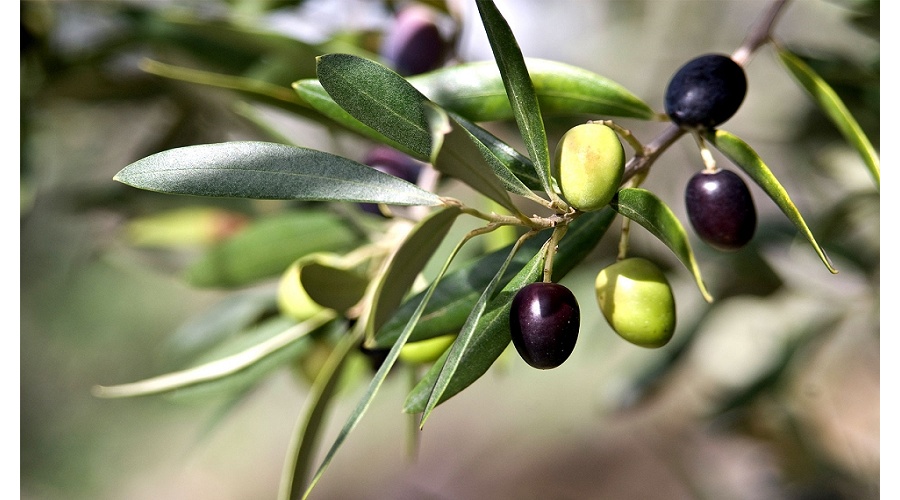 Foto de Espa�a prev� una producci�n de 1,6 millones de toneladas de aceite de oliva en la campa�a 2026/27