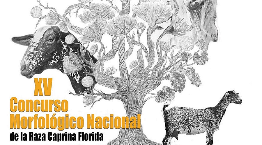 Foto de Ismael S�nchez Garrido logra los premios a Mejor Cabra y Mejor Ganader�a en raza Florida