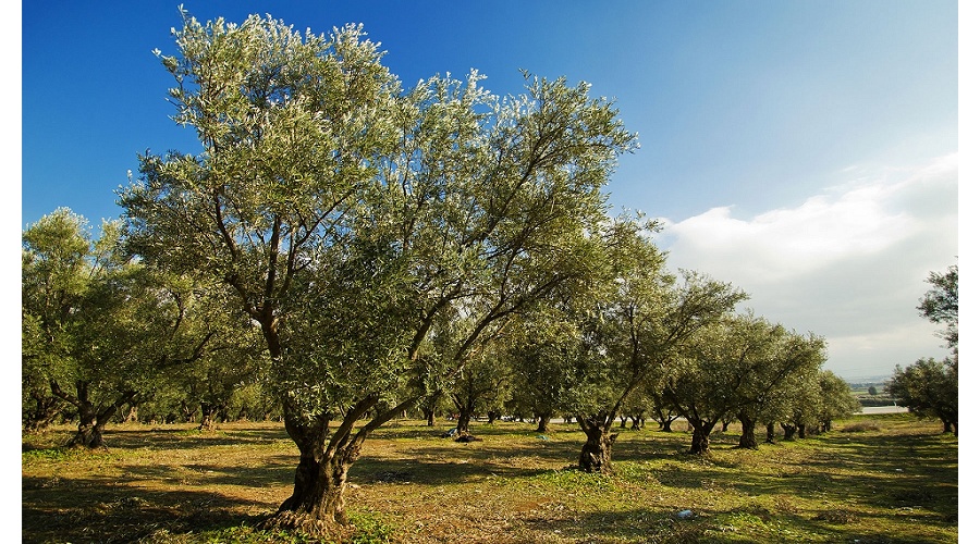 Foto de C�rdoba acoger� una jornada sobre nuevas variedades, sistemas de cultivo y mercados del olivar