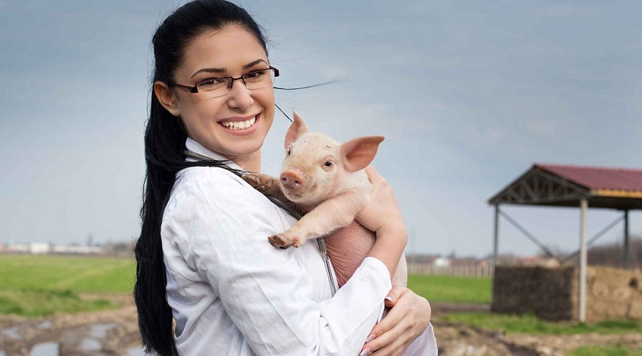 Foto de aWISH: aprovechar la inteligencia artificial y los datos de matadero para transformar la monitorizaci�n del bienestar animal en Europa