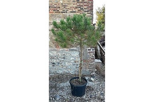 Pino paraguas sobre potencia - V�STAGO DE PINO PARAGUAS 150/175CM C35L