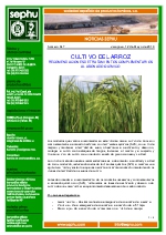 Cultivo de arroz 2.