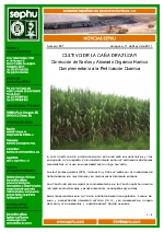 Cultivo de la Caa de Azcar.